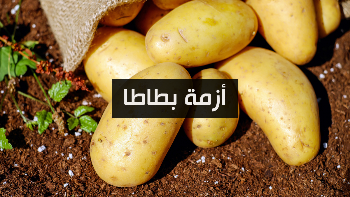 أزمة بطاطا